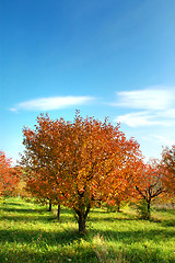 Image showing Autumn landscape