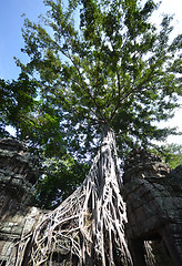 Image showing Ta Prohm Temple, Angkor, Cambodia