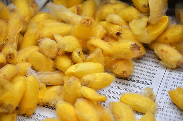 Image showing Cocoons of silkworms in silk farm, Siem Reap 
