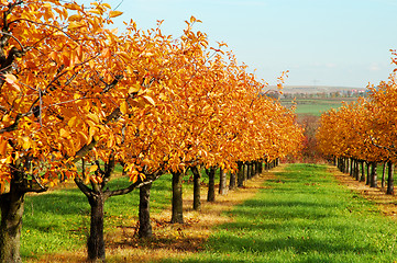 Image showing Autumn landscape