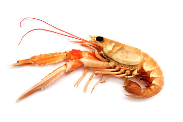 Image showing Shrimp