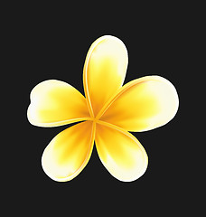 Image showing Frangipani flower (plumeria) isolated on dark background