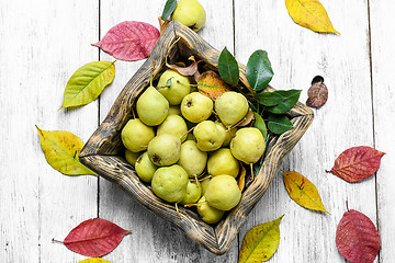 Image showing autumn wild pear