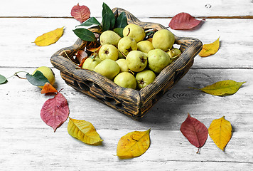 Image showing autumn wild pear
