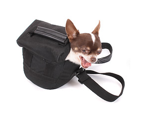 Image showing dog in the bag