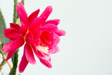 Image showing Blooming cactus flower