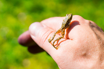 Image showing Small frogling on hand