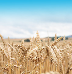 Image showing golden corn