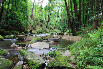 Image showing forest and river