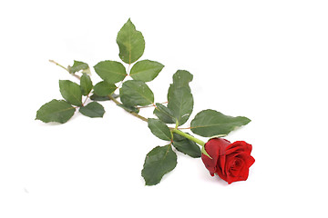 Image showing rose