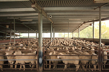 Image showing Sheep in holding pens