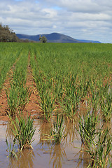 Image showing Waterlogged wheat crops after partial flooding