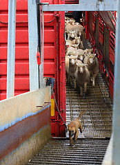 Image showing Sheep being offloaded livestock truck