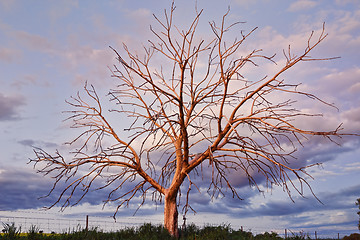 Image showing Amazing Tree