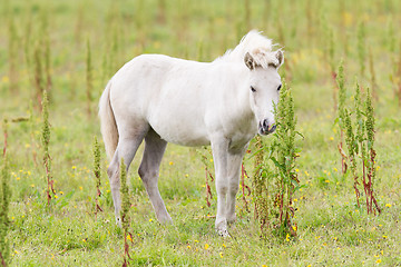 Image showing White Icelandic pony