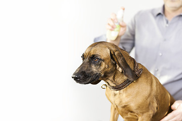 Image showing Bavarian Welding Dog at the dog salon