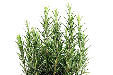 Image showing Rosemary