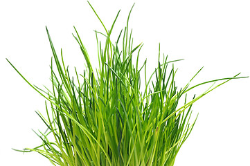 Image showing Chive