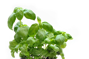 Image showing Basil