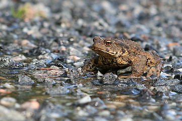 Image showing Toad