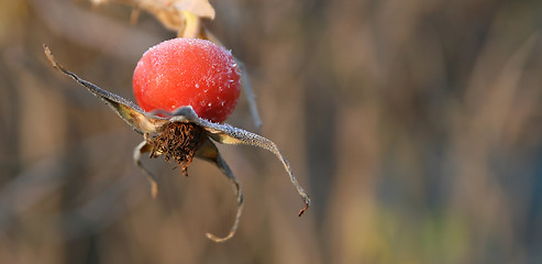 Image showing Rosehip