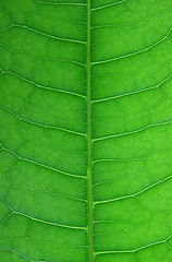 Image showing Leaf