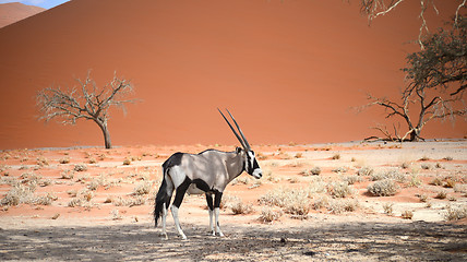 Image showing oryx in Namibia