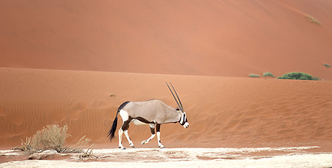 Image showing oryx in desert