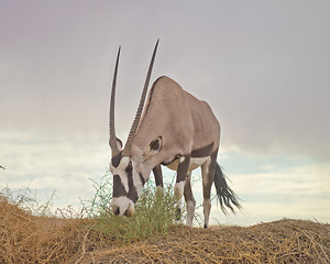 Image showing oryx