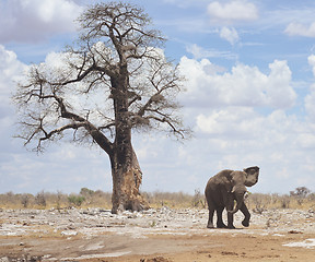 Image showing elephant in Africa