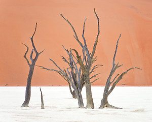 Image showing Sossusvlei, Namibia