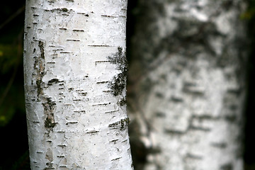 Image showing Birch