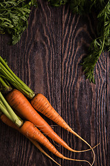 Image showing Freshly grown carrots