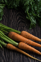 Image showing Freshly grown carrots