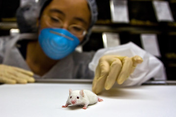 Image showing Scientist with white mouse