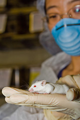 Image showing Scientist with white mouse