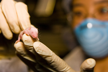 Image showing Scientist with baby mouse