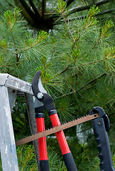 Image showing Tree Trimming Tools