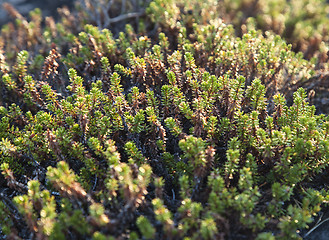 Image showing Crowberry plants, close-up