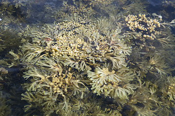 Image showing Seaweed of White sea