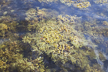 Image showing Seaweed of White sea