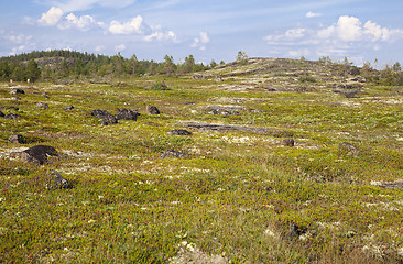 Image showing Russian tundra in summer