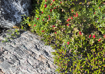 Image showing Dwarf cornel with berries