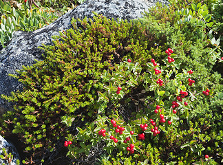 Image showing Dwarf cornel with berries