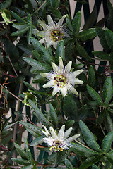 Image showing Passion Flower