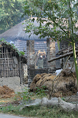 Image showing Rice is threshed/winnowed in Baidyapur, West Bengal, India