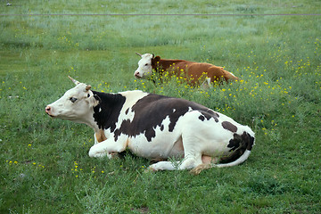 Image showing Cattle-breeding (Holstein breed) 2. Cows on pasture