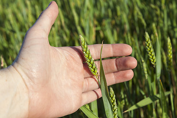 Image showing Field with cereal