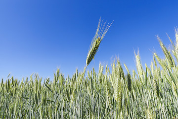 Image showing Field with cereal