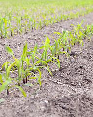 Image showing Field of green corn